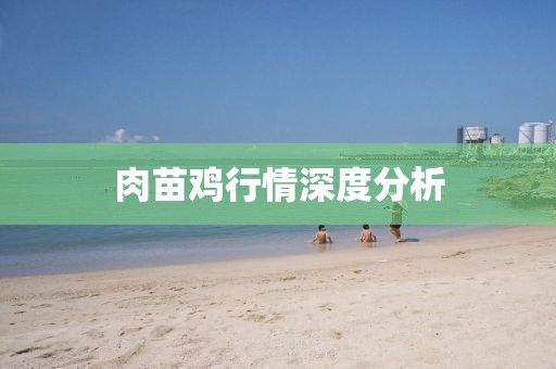 肉苗鸡行情深度分析