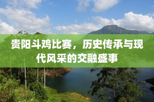 贵阳斗鸡比赛，历史传承与现代风采的交融盛事