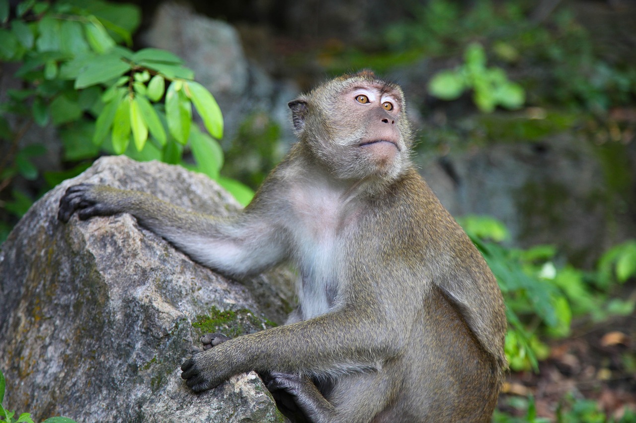 二四六香港资料期期中准：狗、鼠、虎、猴