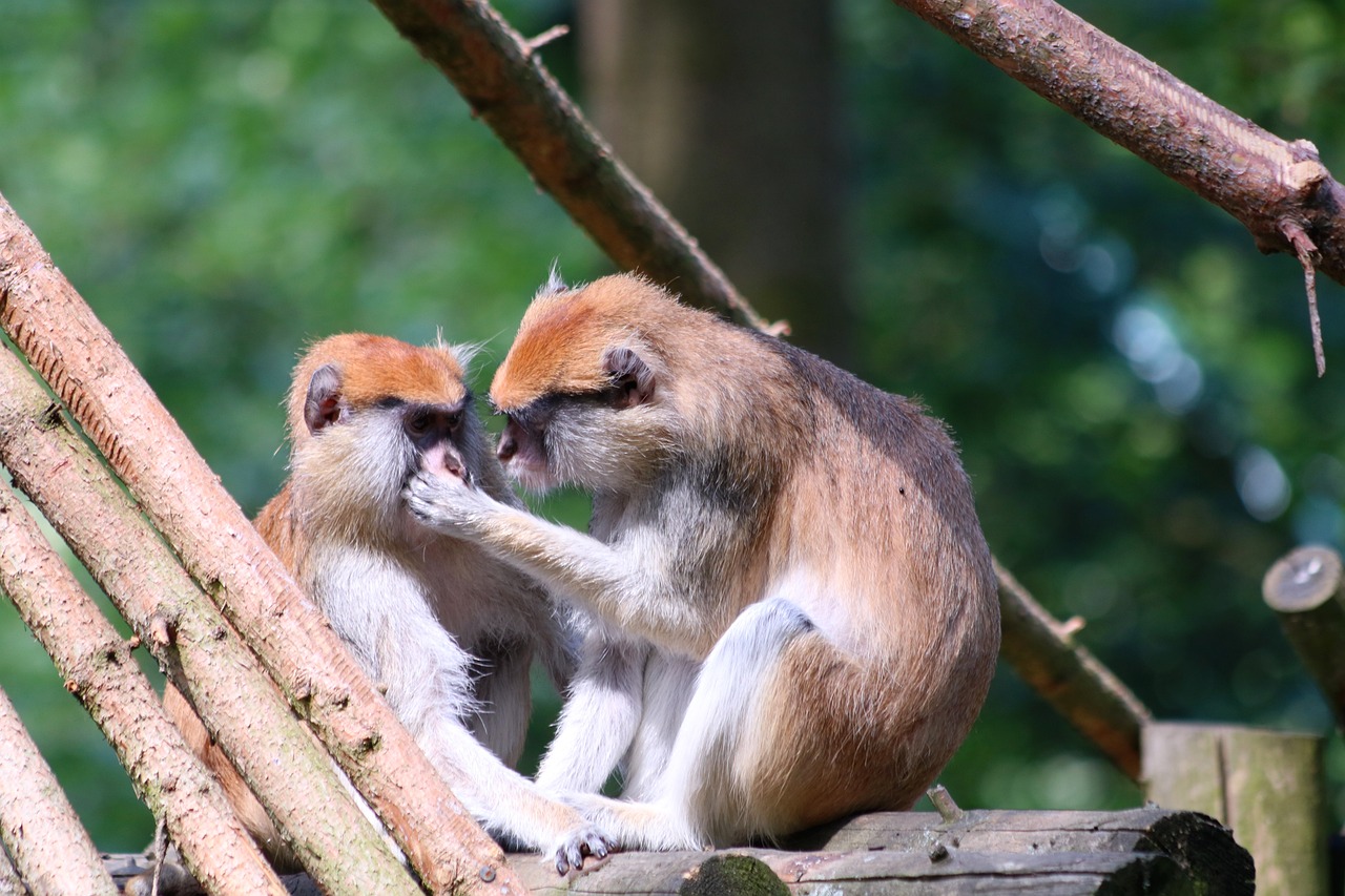 管家婆2024澳门免费资格：虎、鸡、猴、猴