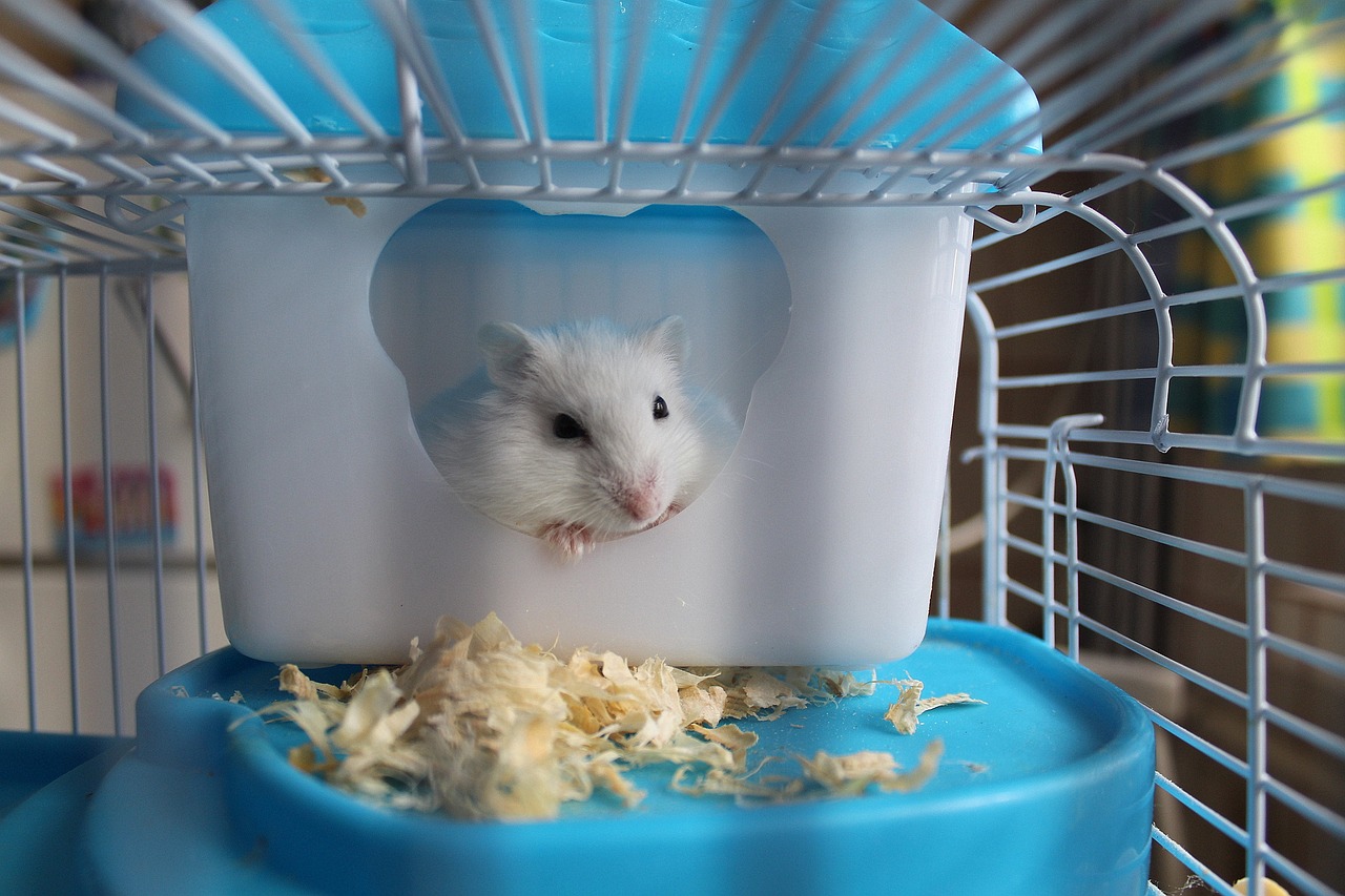 澳门正版资料大全资料生肖卡：本期推荐鼠、鸡、虎、虎