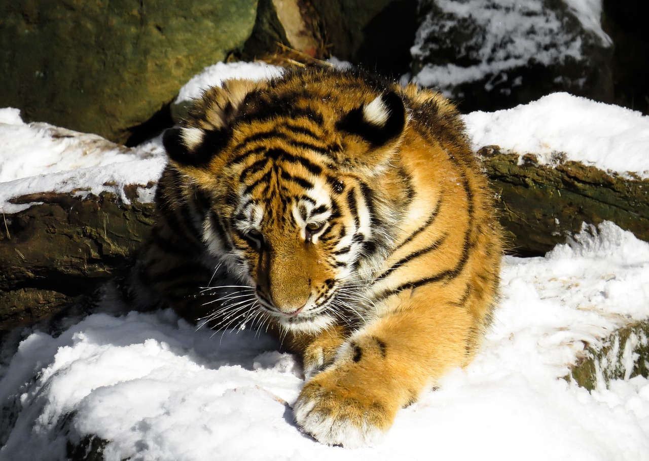 7777788888新版跑狗图：本期推荐虎、兔、猴、鸡