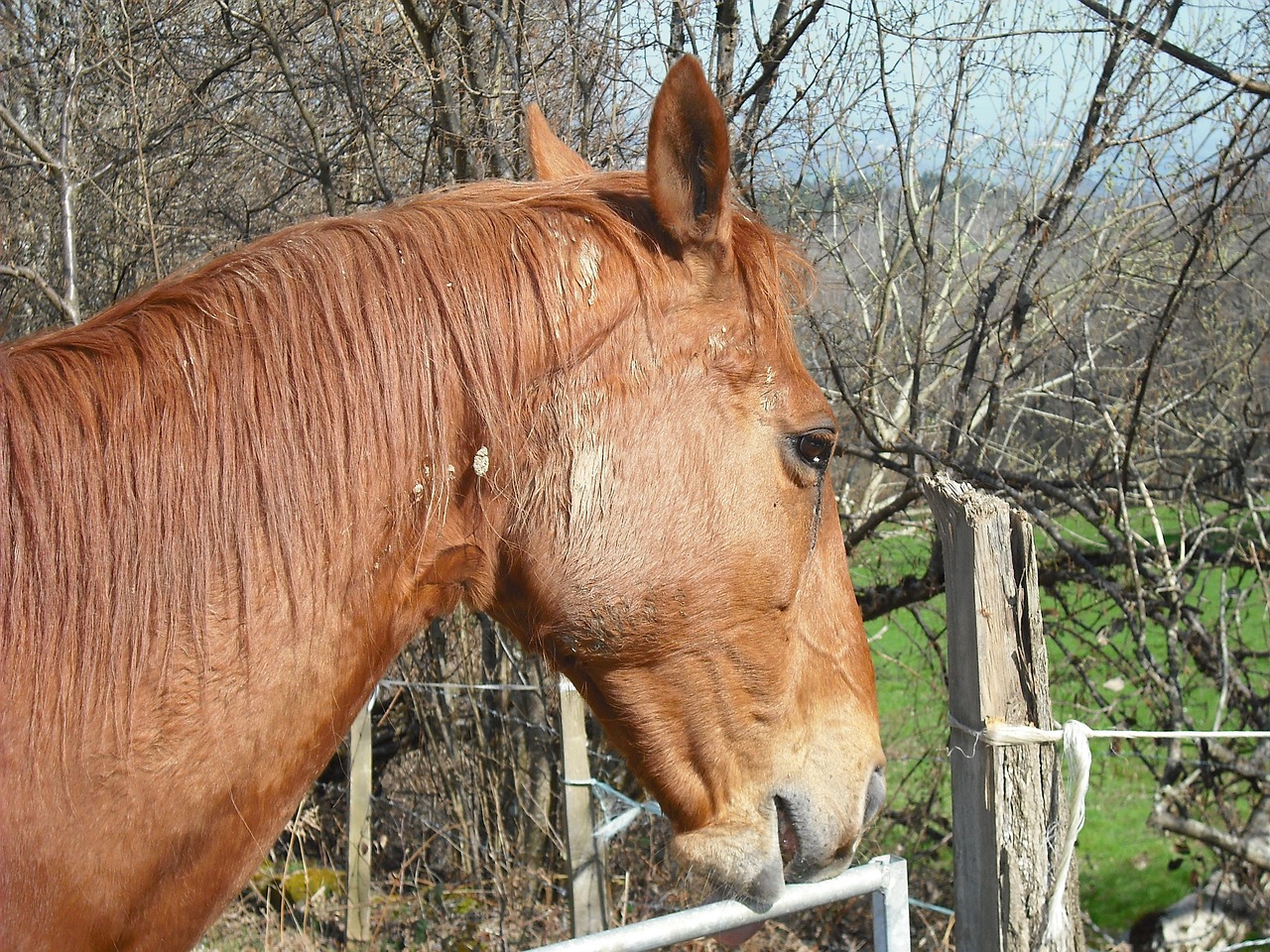 2004新澳正版免费大全：本期推荐羊、鼠、马、虎