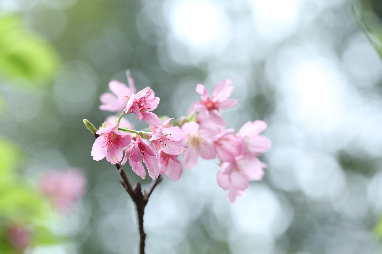 樱花电视剧，艺术之美与情感之韵的绽放