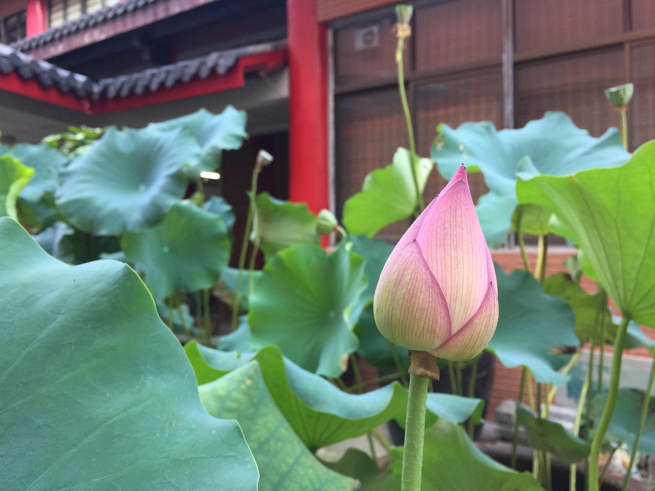 全面解析，最新52度荷花酒价格表汇总