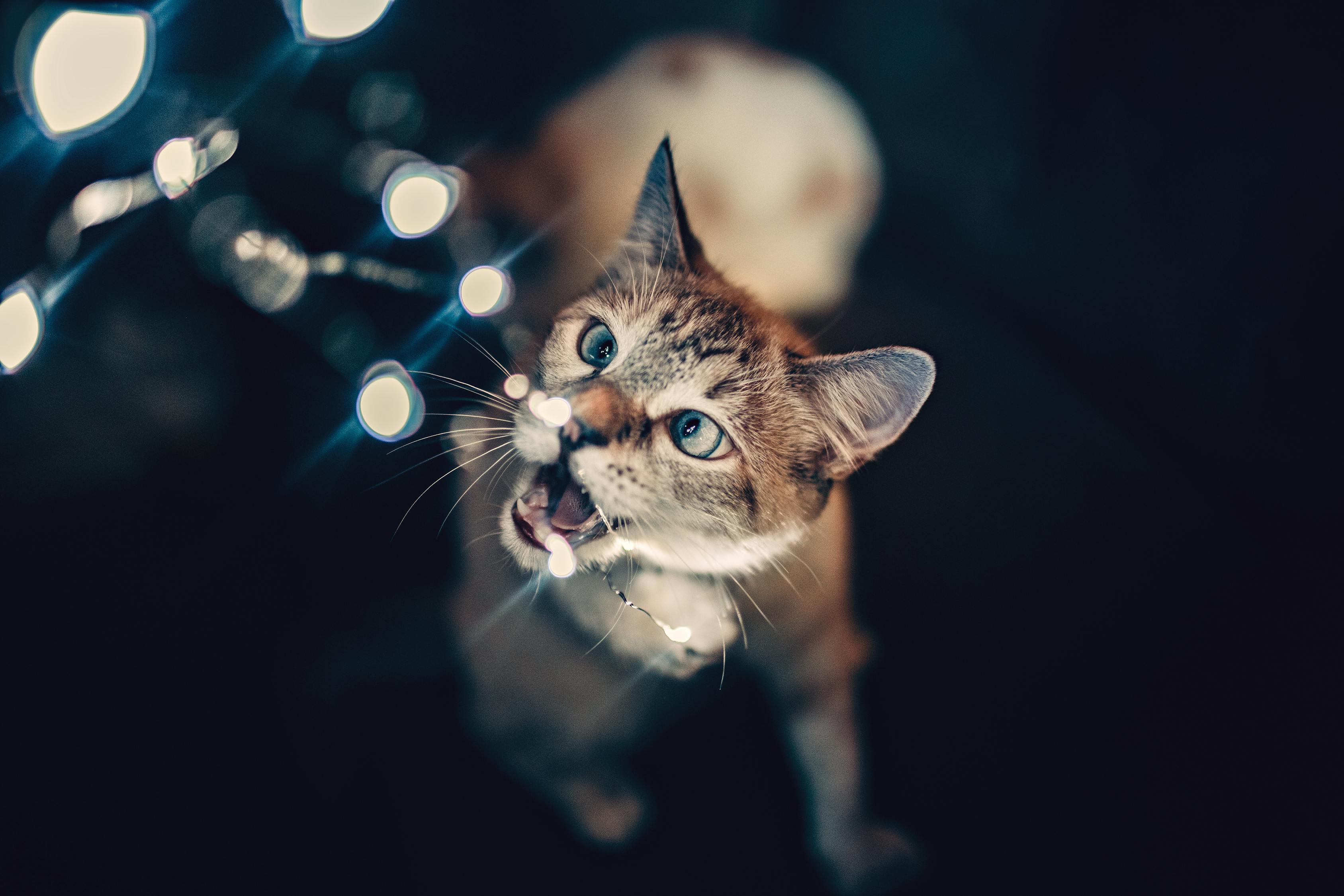 阿比西尼亚猫价格探究，影响定价的因素分析