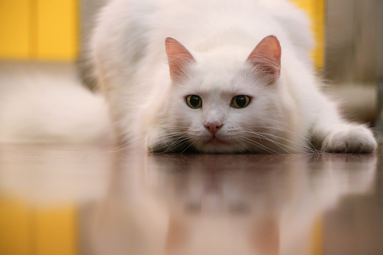 粉猫新版本揭秘，全新特性与独特体验