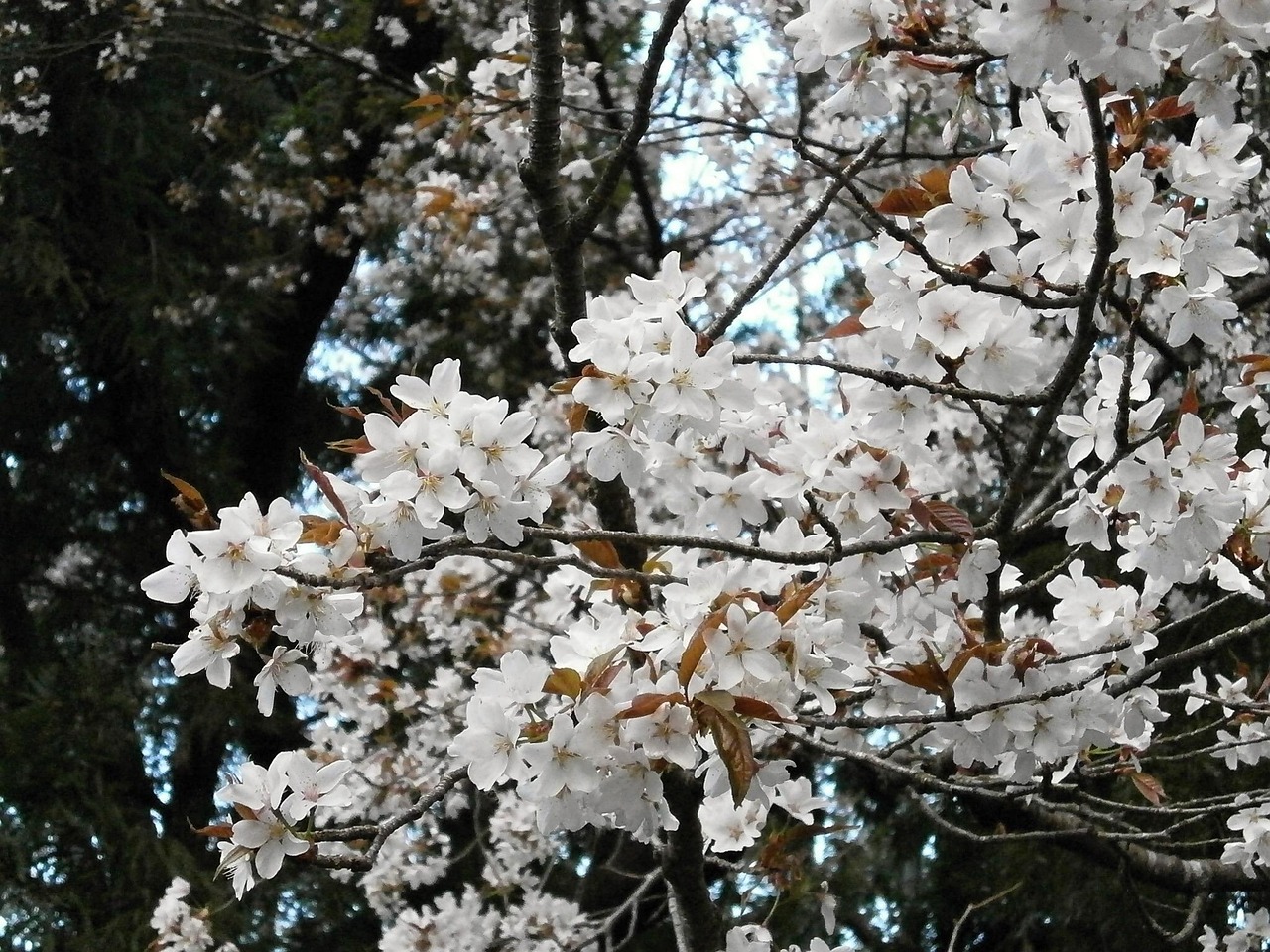 樱花动漫手机版，极致动漫娱乐之旅体验