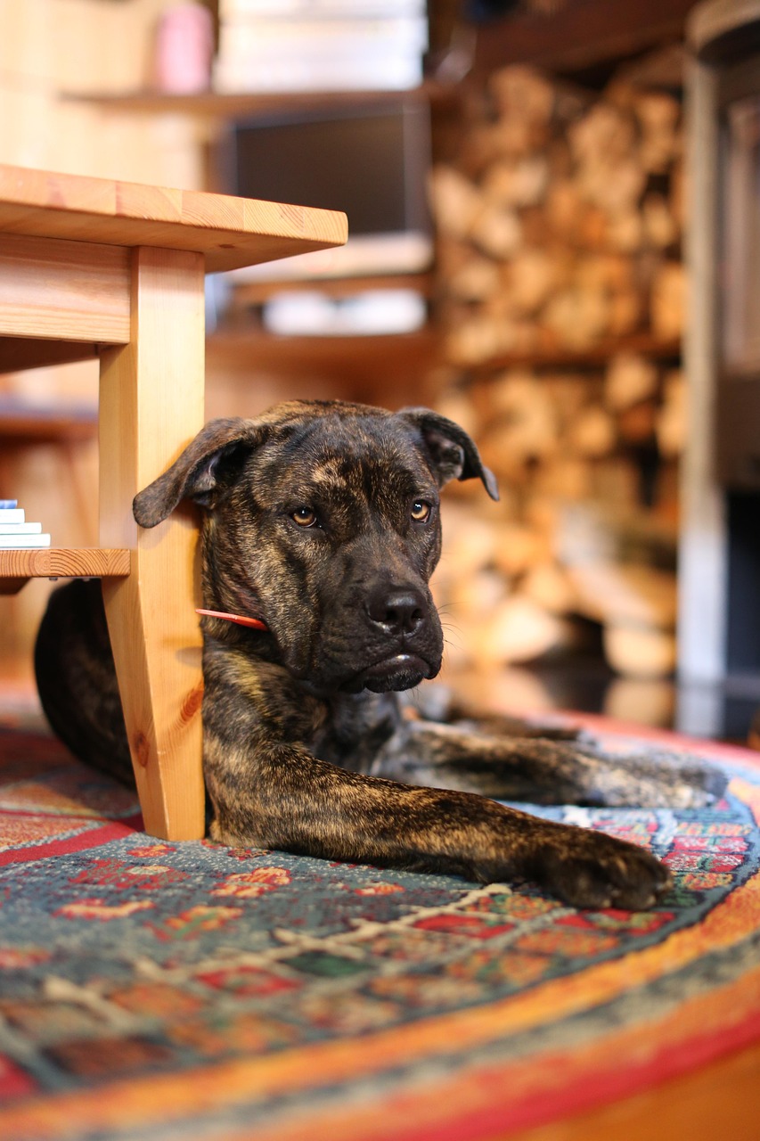 最新幼藏犬，品种特点与养护知识全解析