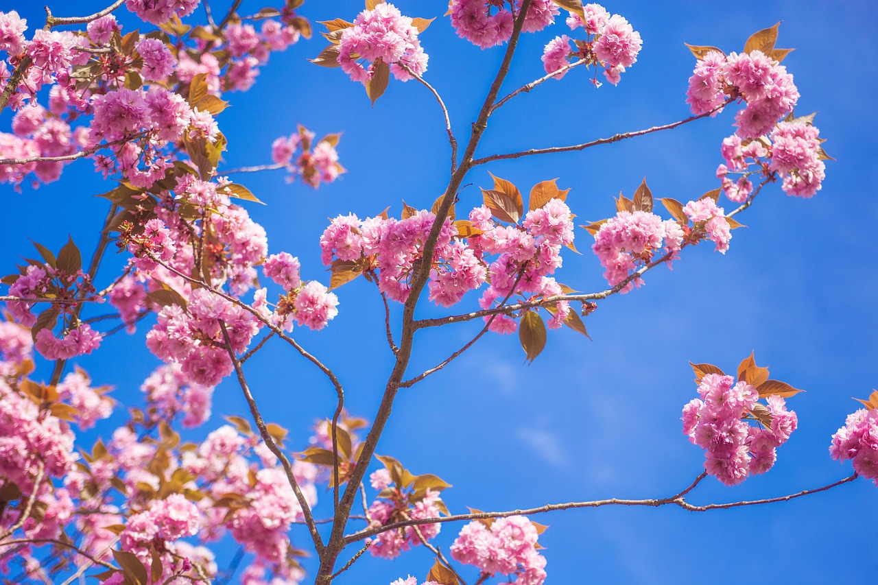 日本电影花心，花蕊之心的诗意与情感深度探索