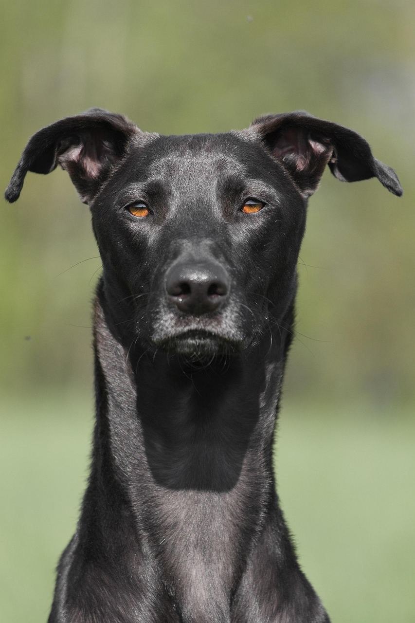 神犬小七演员演绎犬与人深情厚谊的感人故事