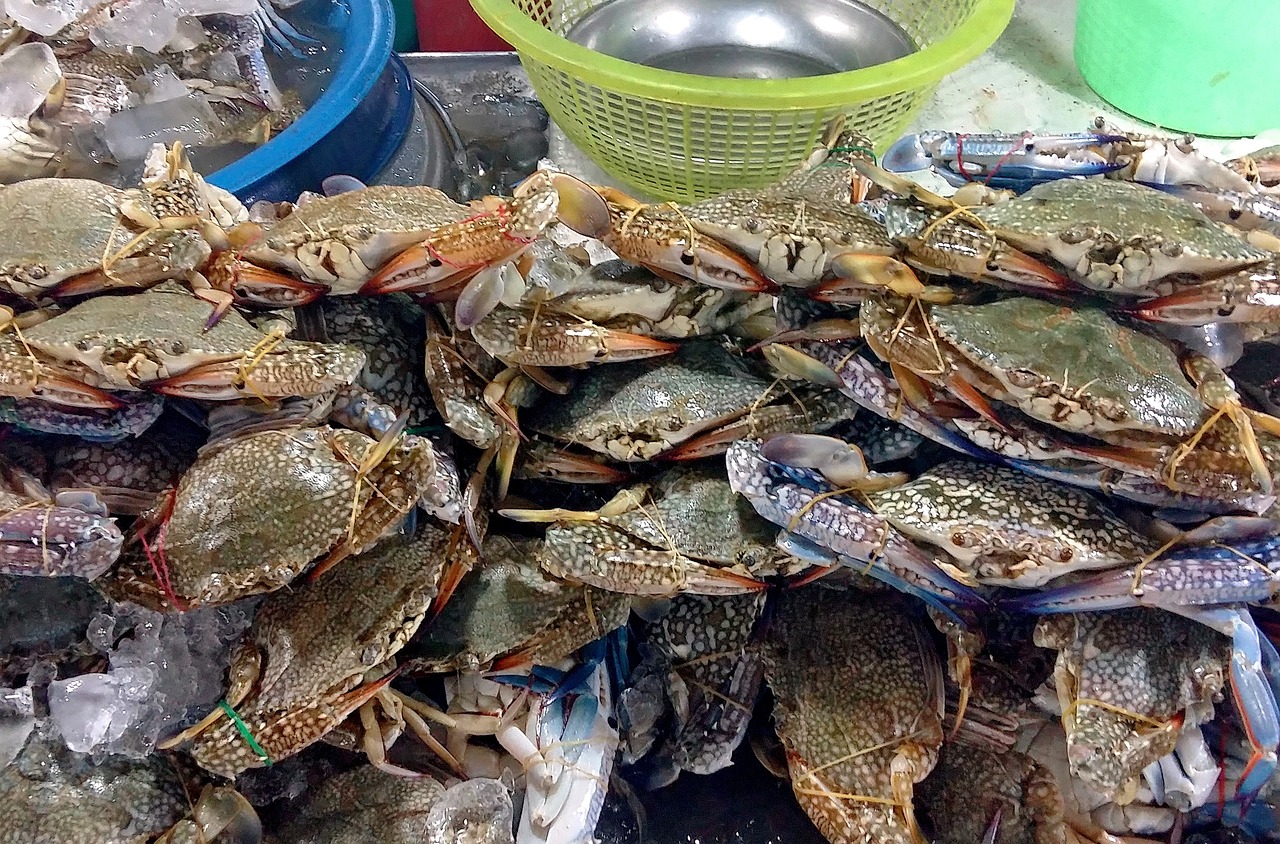 青岛海鲜行情，繁荣盛宴与市场动态变迁的海洋故事
