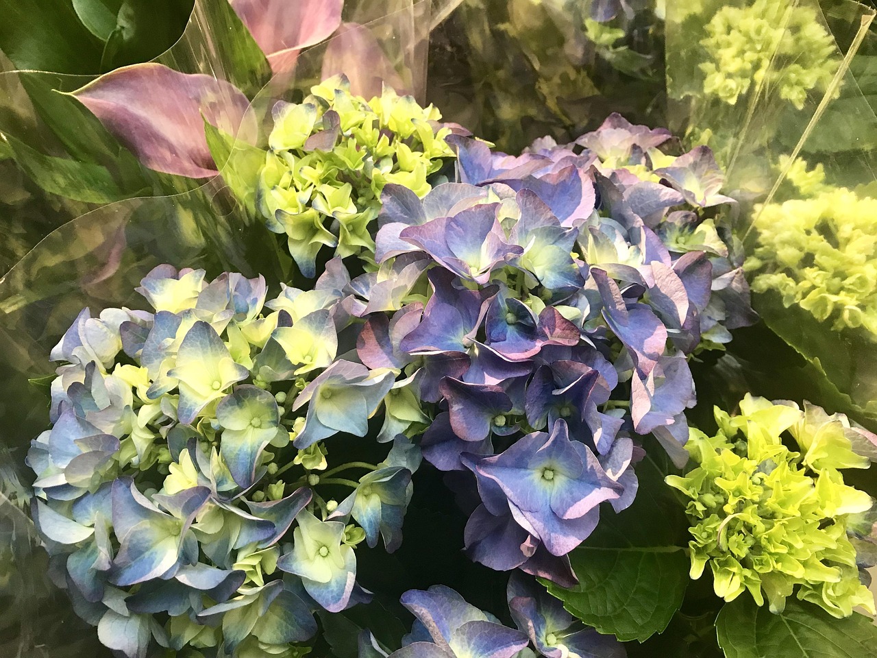 菊花动漫图片的魅力与深远影响