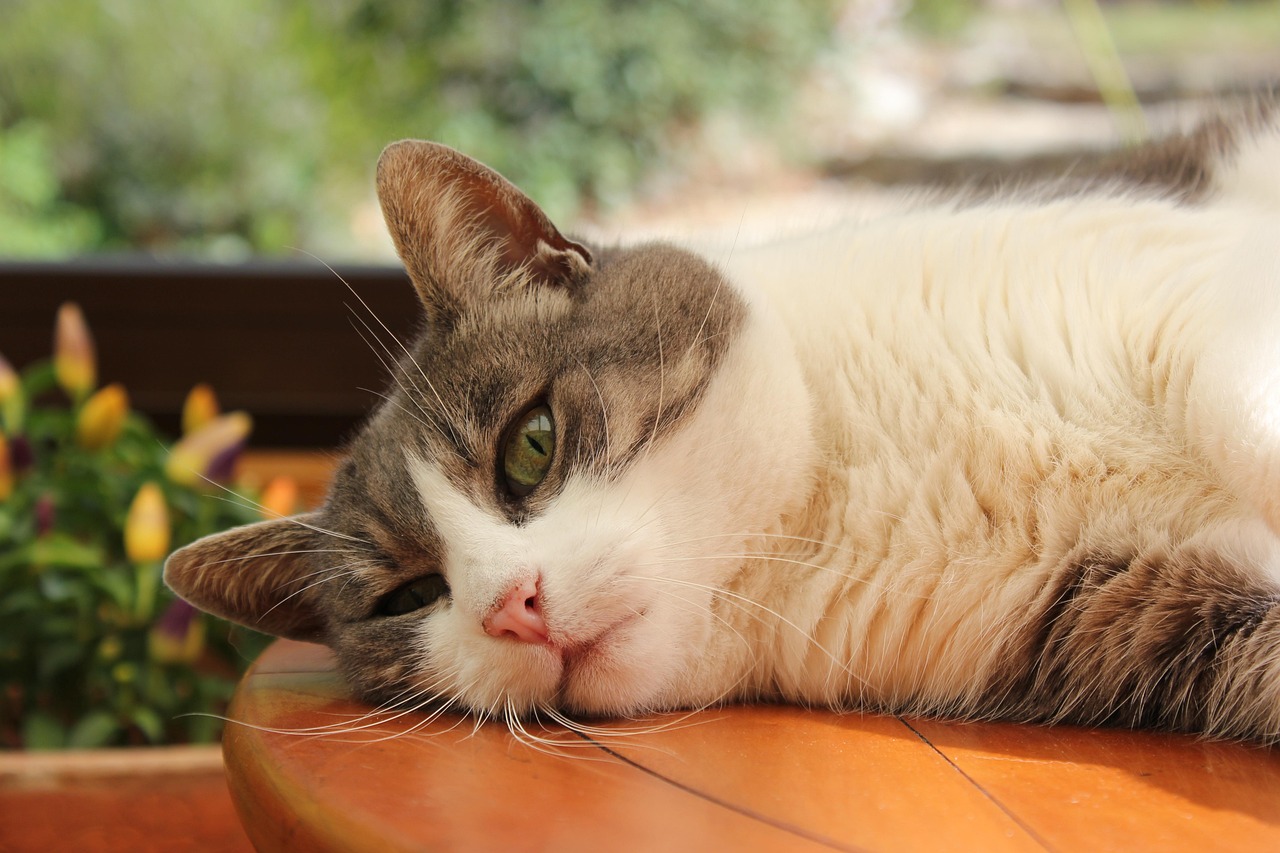 探索猫咪世界的奇妙之旅，最新猫猫娃访问地址揭秘