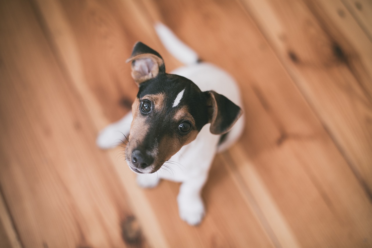 最新农村犬斗犬赛事，展现犬种力量的精彩盛宴
