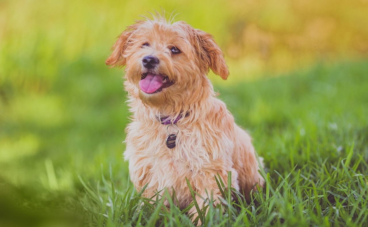 最新狗狗欢乐声，探索犬类世界的快乐奥秘