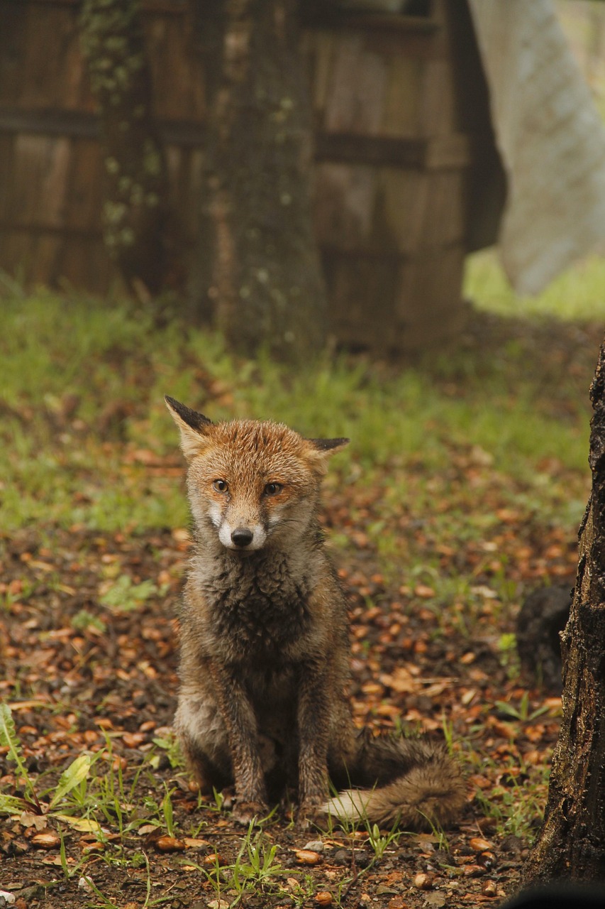 福克斯车型换代最新动态更新