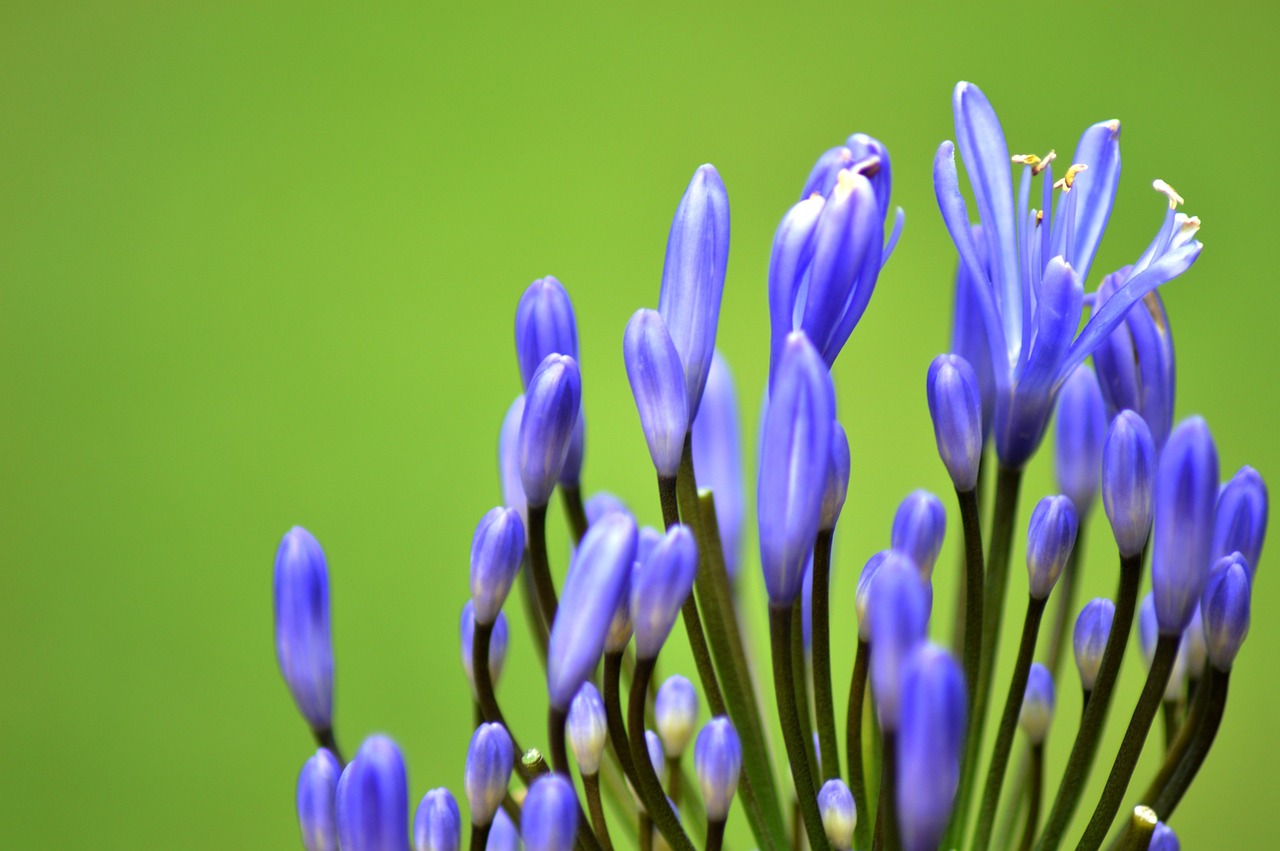 广平格林春天最新动态,引领绿色生活新潮流