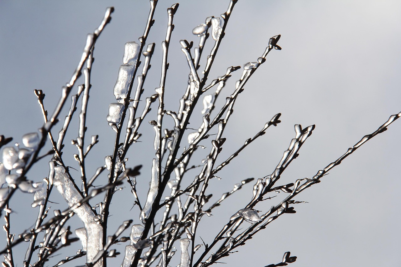 柳叶舞动最新编排,舞动自然的韵律之美
