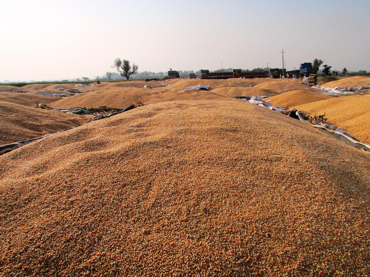 最新玉米价格动态及分析报告