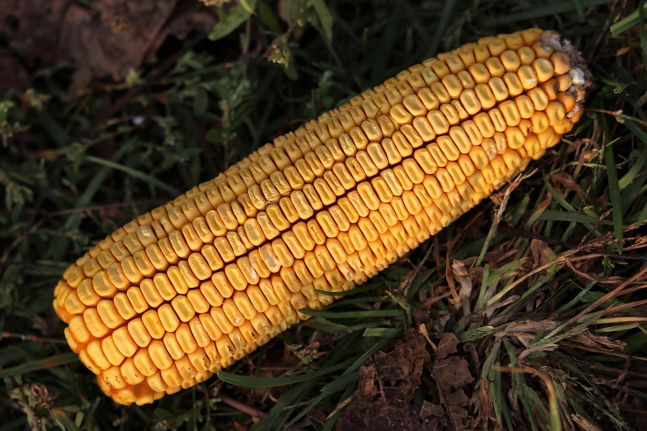 最新玉米价格动态及分析报告