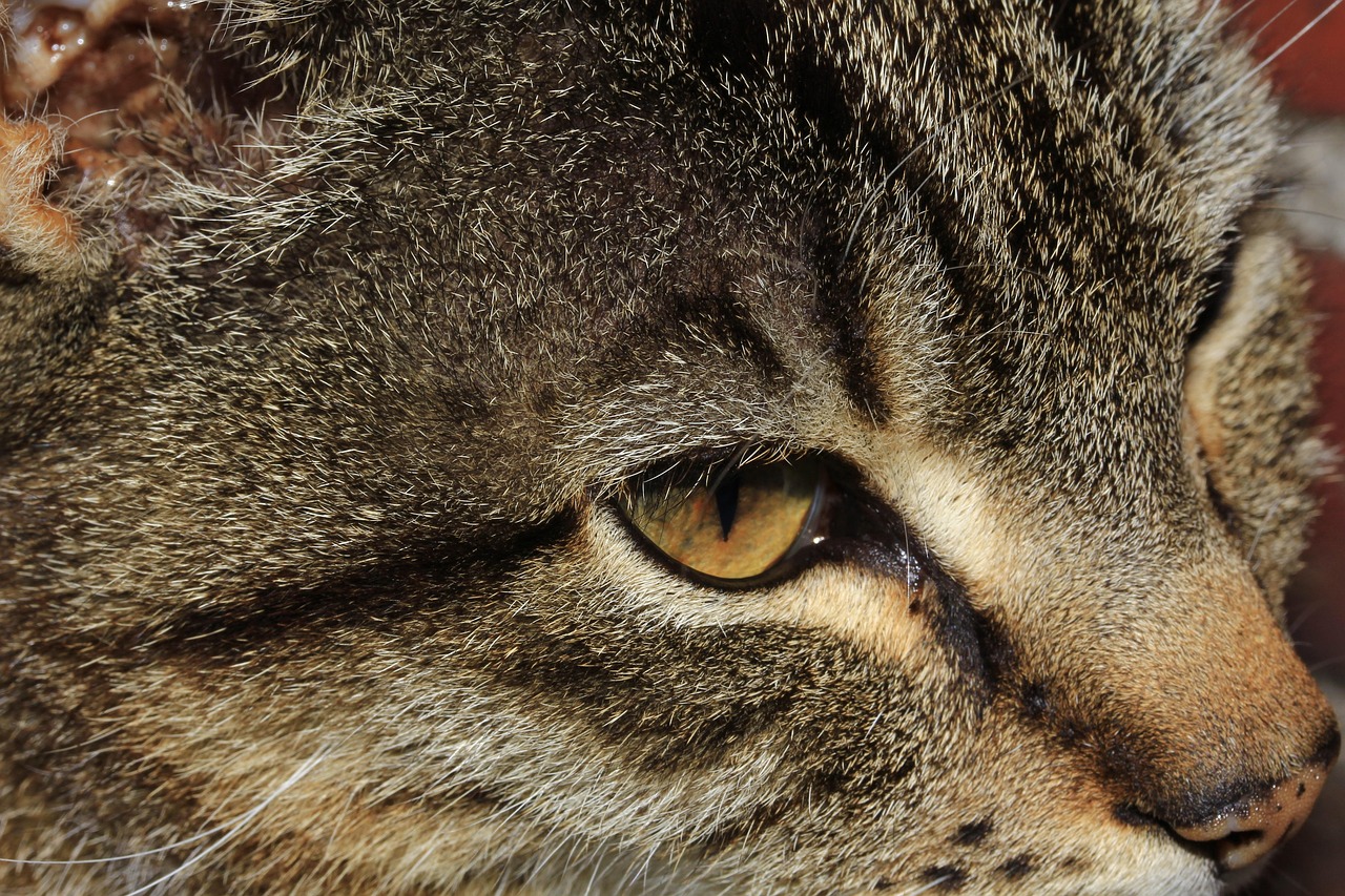 快猫最新下载地址分享及软件体验探讨