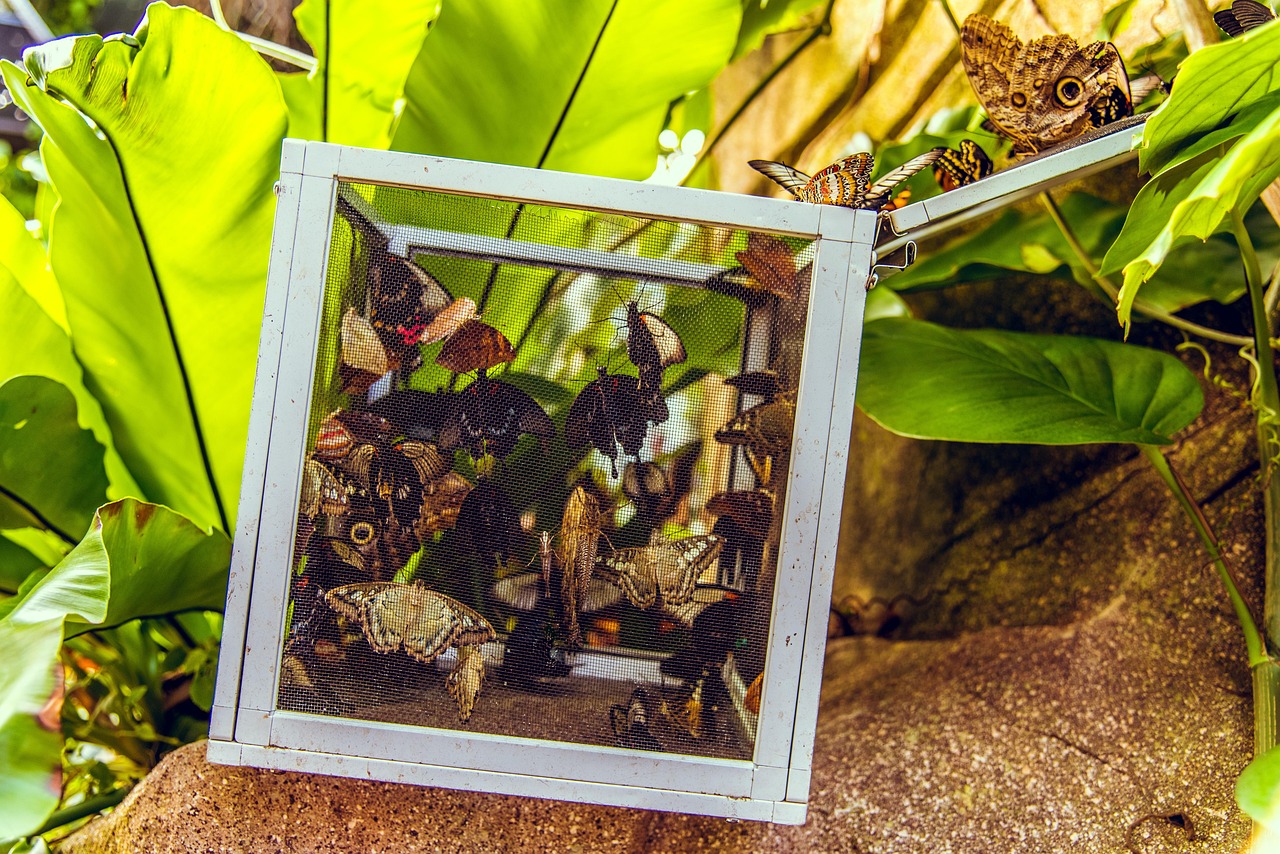 花堂最新网站,美丽与创意的乐园探索