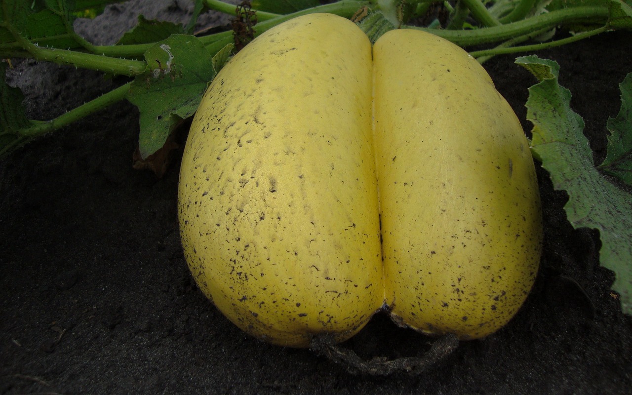 黄桃新品种详解,探索未知的美味果实