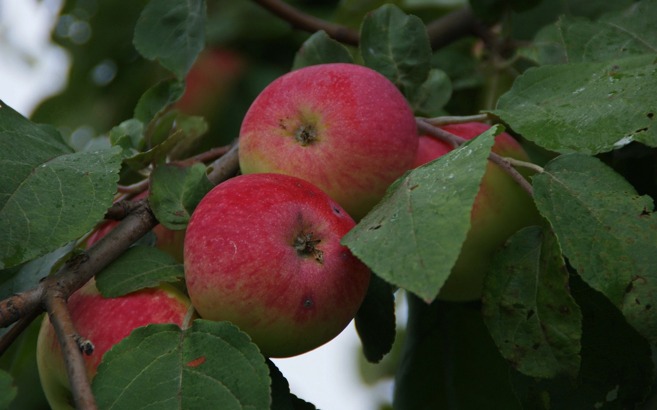 黄桃新品种详解,探索未知的美味果实