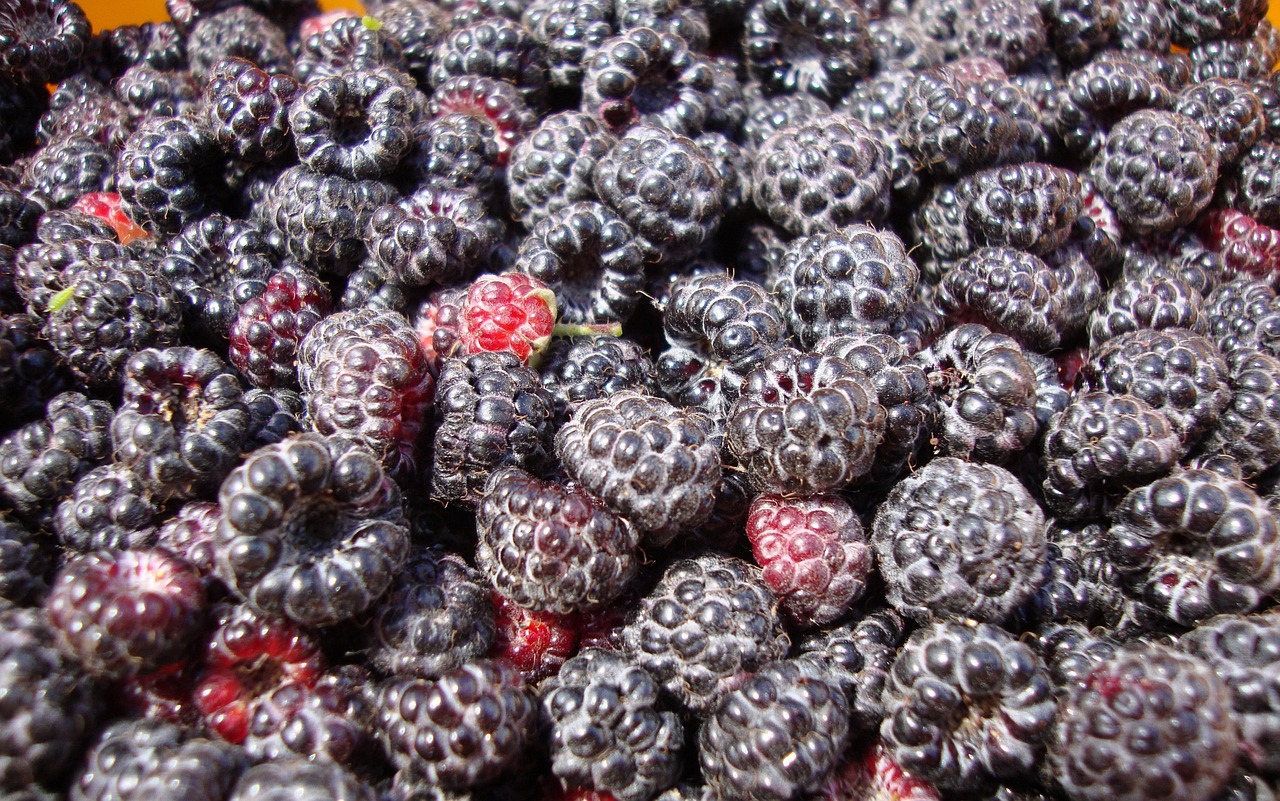 黄桃新品种详解,探索未知的美味果实