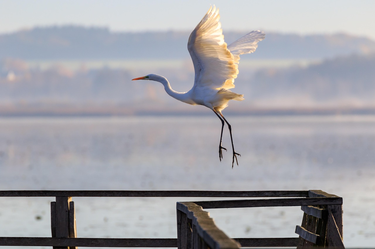 全球乒乓球赛事最新动态与热点分析