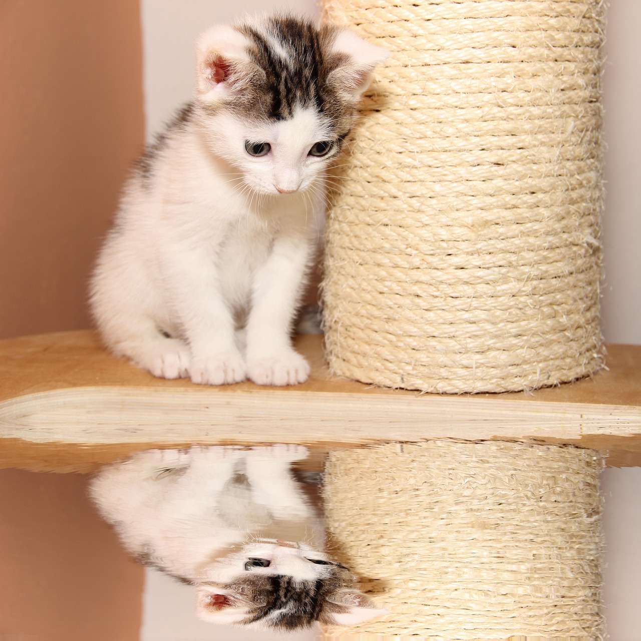 动漫猫图片,无法抗拒的可爱魅力