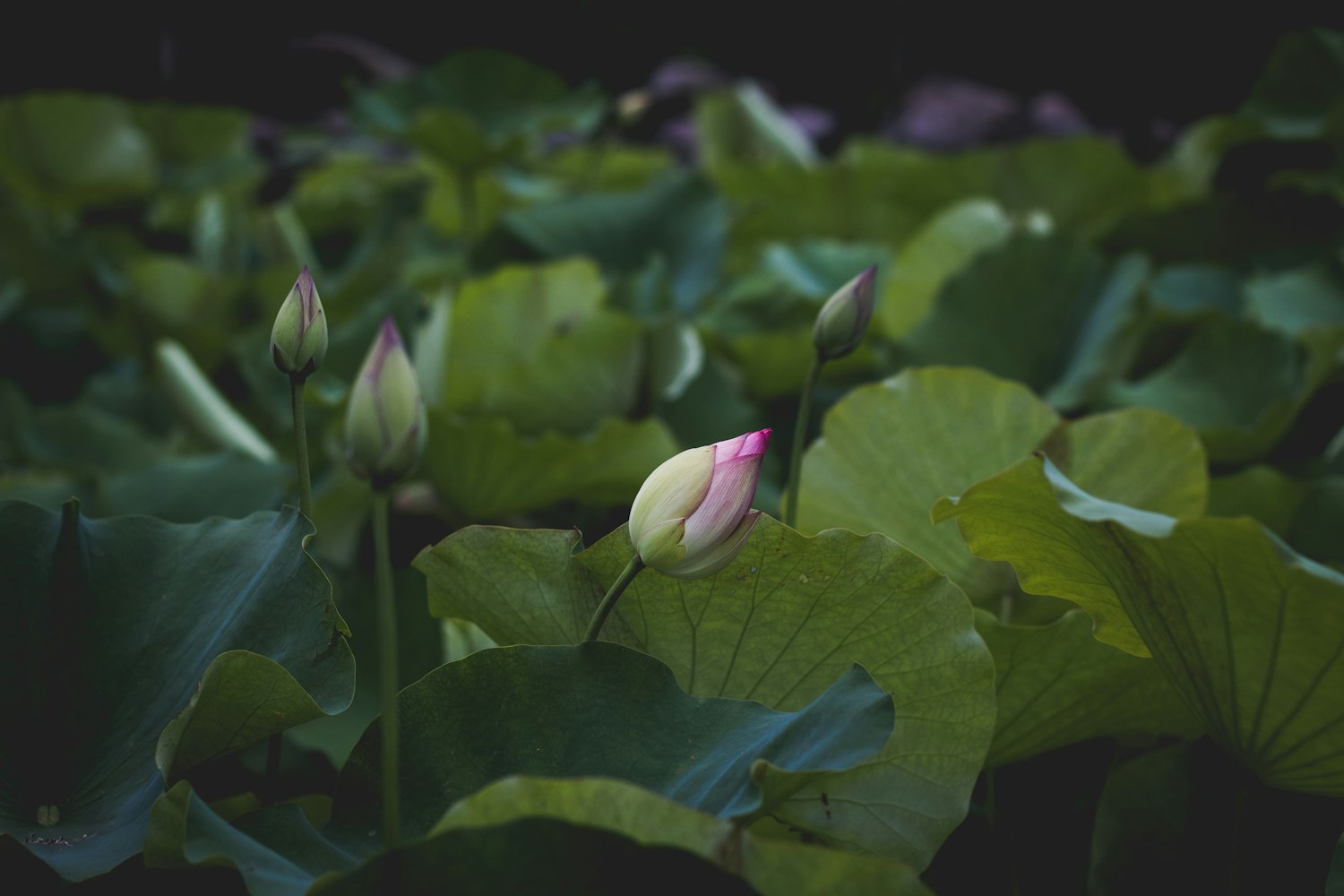 茌平环保最新动态,共建绿色生态,打造美好家园