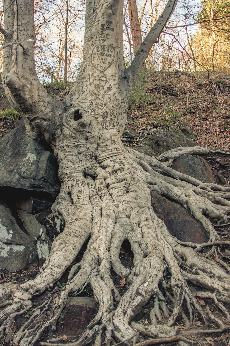 美国股市动态,市场走势及影响因素深度解析