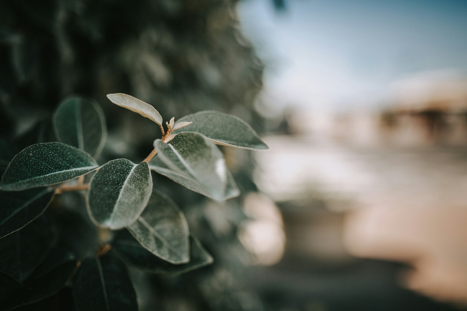 男生古风动漫头像,传统韵味与现代魅力的完美交融