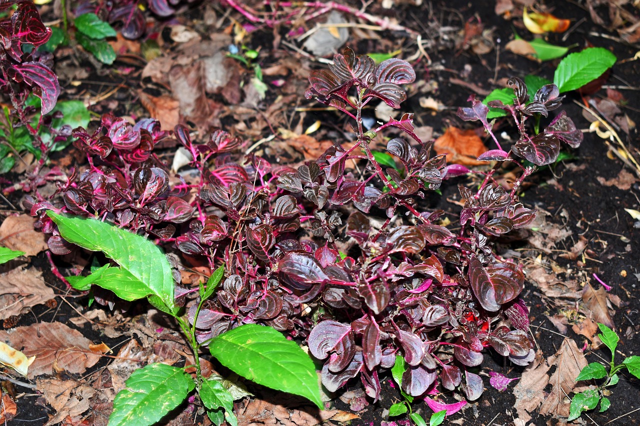 全球肺炎疫情最新动态,进展、解析与应对策略深度探讨