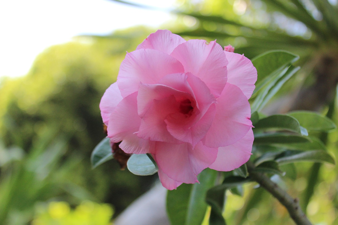 女人花电视剧，女性之美的绽放与情感纠葛的展现