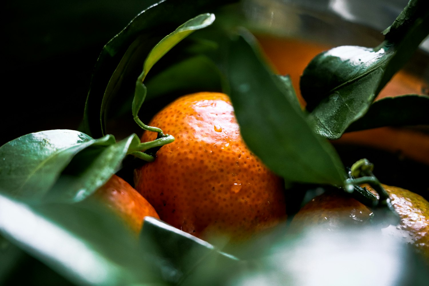 探寻鲜橙季节之旅,橙子上市的时间揭秘