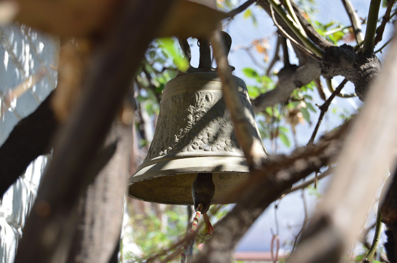 鱼翅价格动态解析，市场走势与价格洞悉
