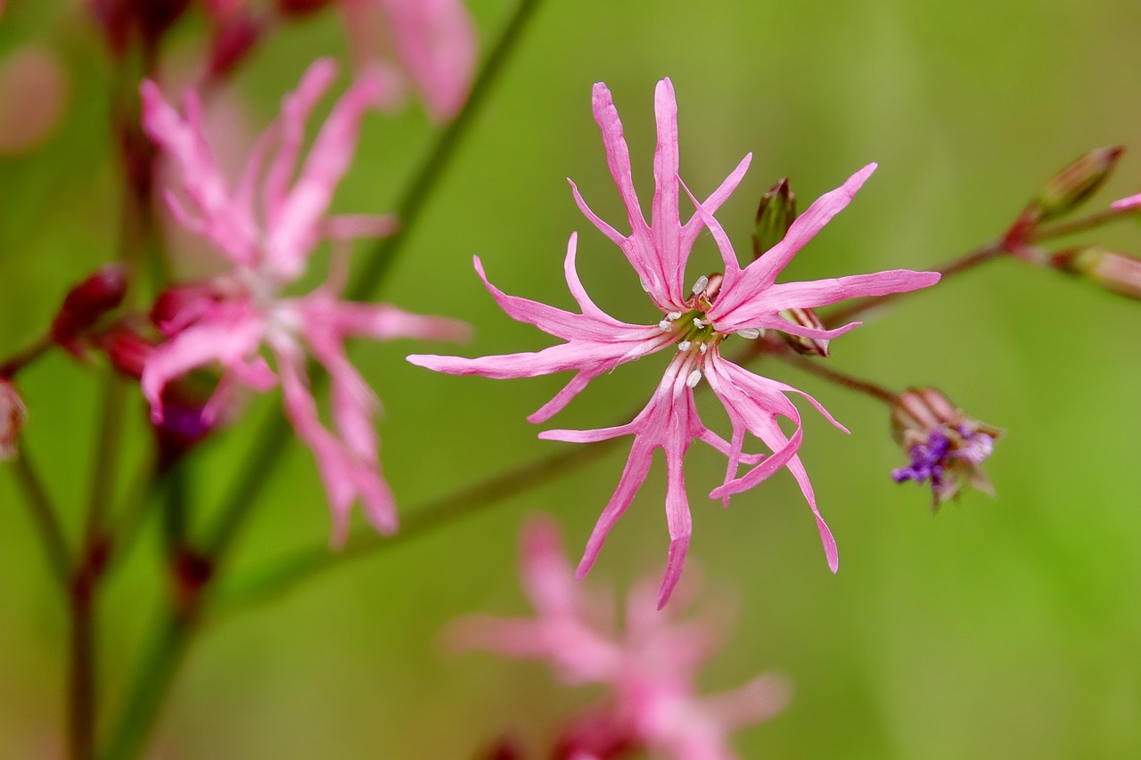 武冈王太平的最新动态,探寻历程与成就之巅