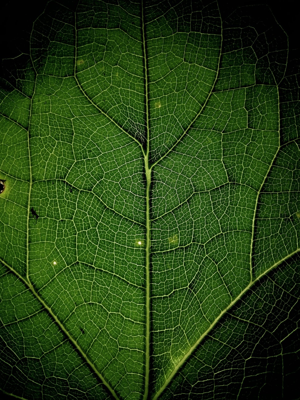 叶子资讯，探索新闻领域的绿色力量