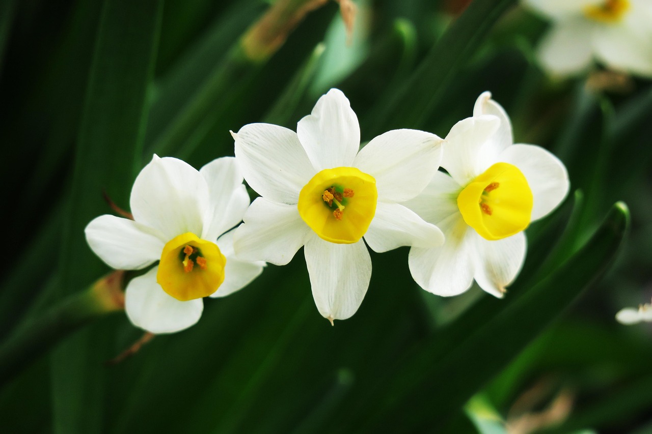 水仙花电视剧全集,艺术魅力的绽放与深度情感表达