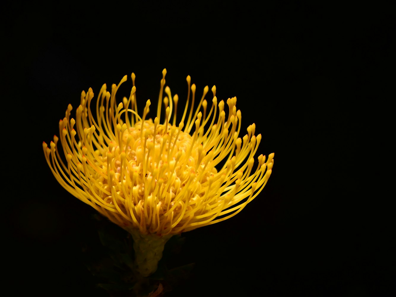 赵丽颖璀璨星辉头像汇总，千变万化风采展现