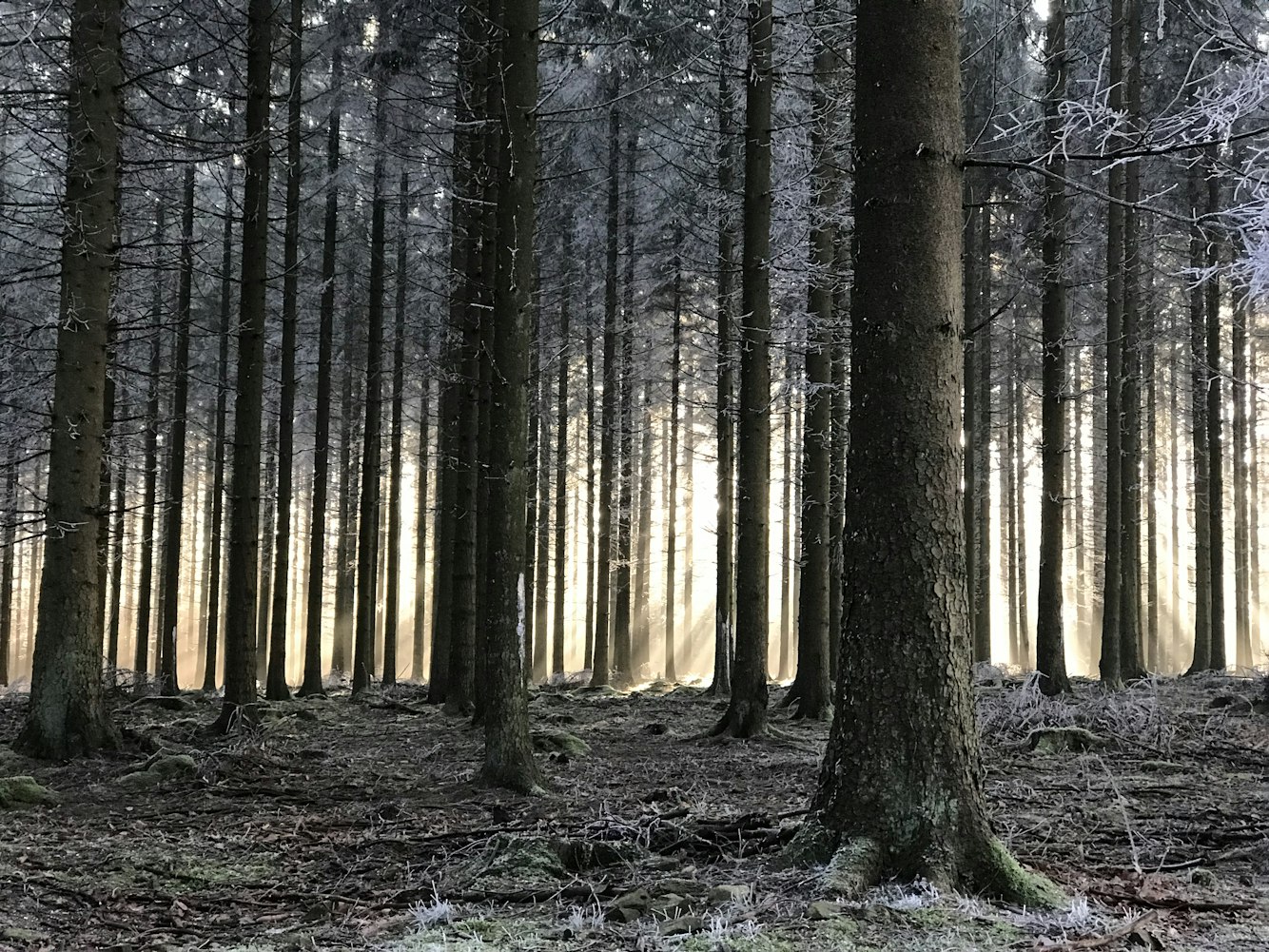 日本电影小森林,自然与生活的诗意融合