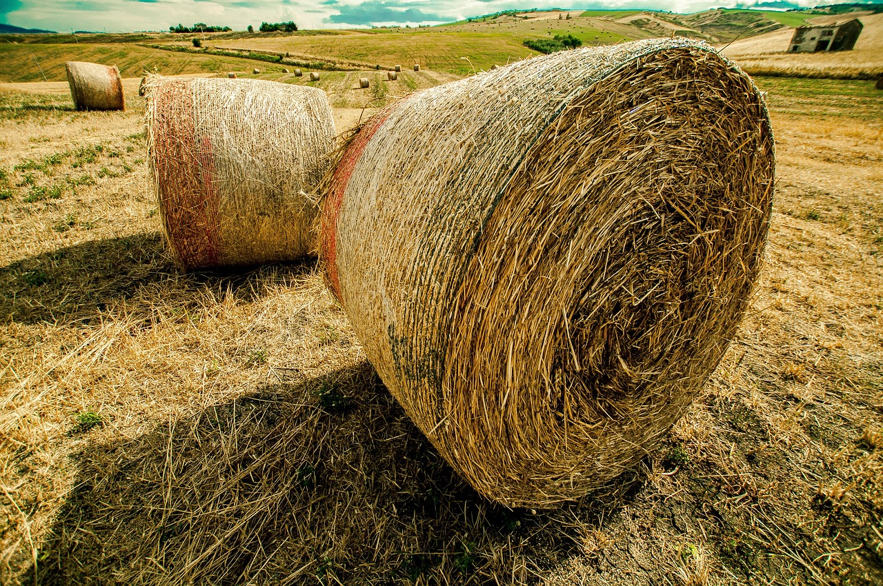 最新进口小麦价格行情及深度分析