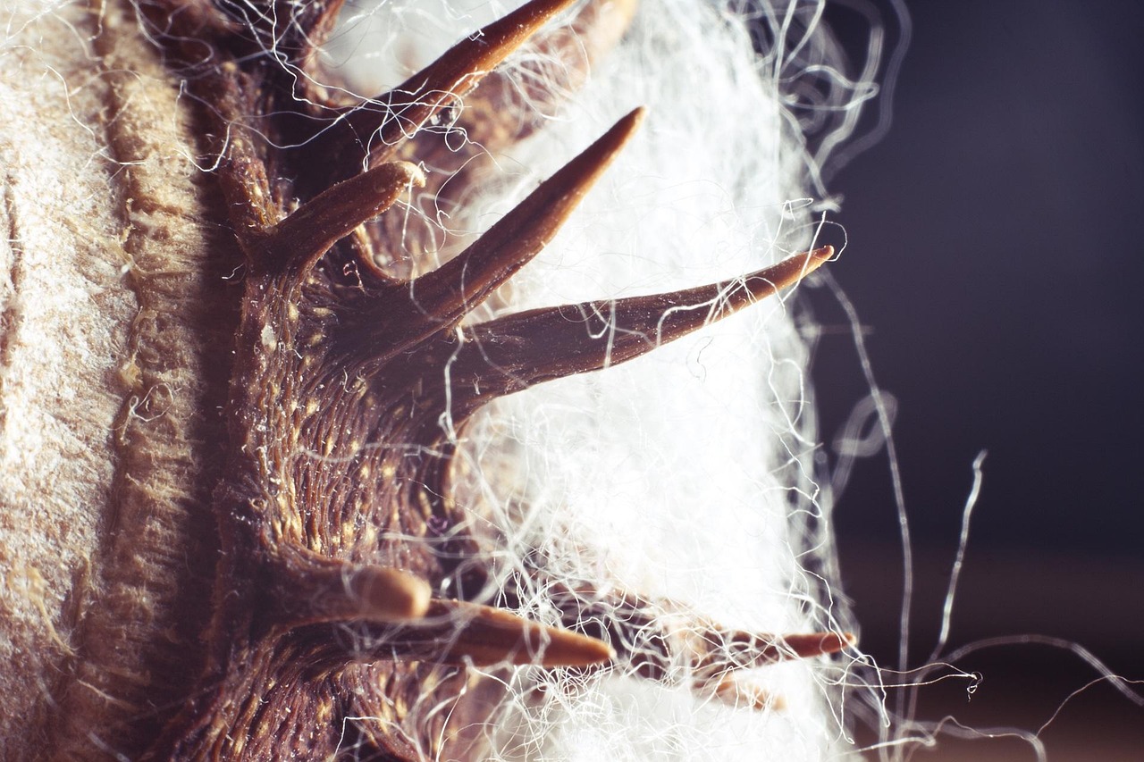 动漫皮肤,虚拟美学与现实生活的完美交融