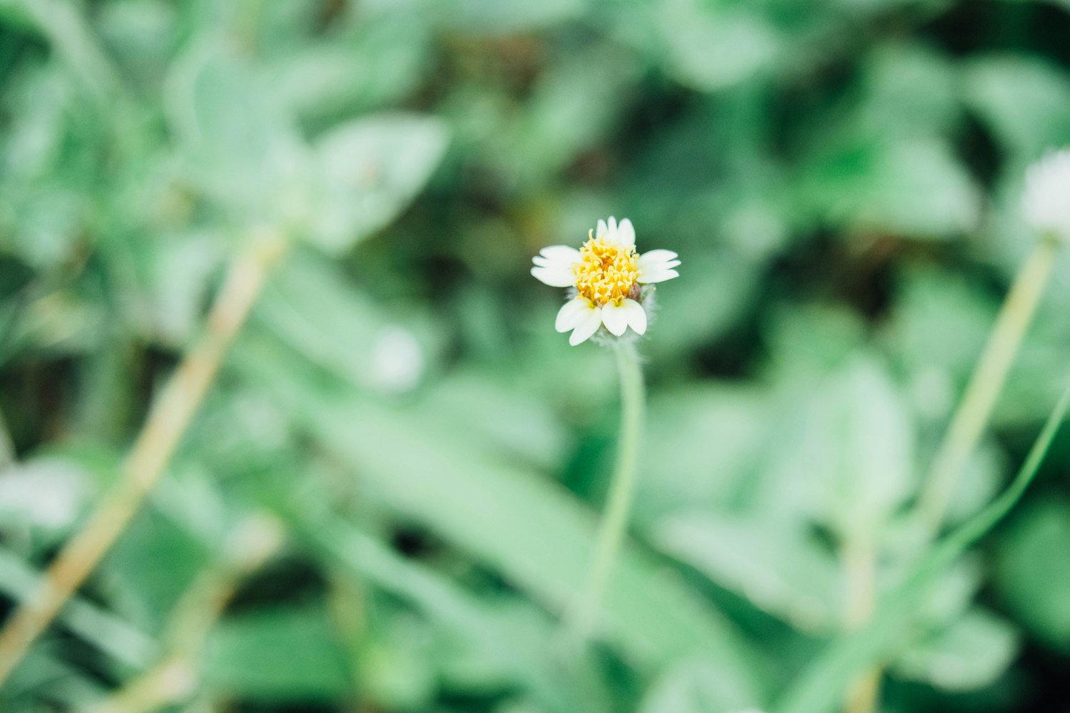 花花动漫,探索彩色世界的无限魅力