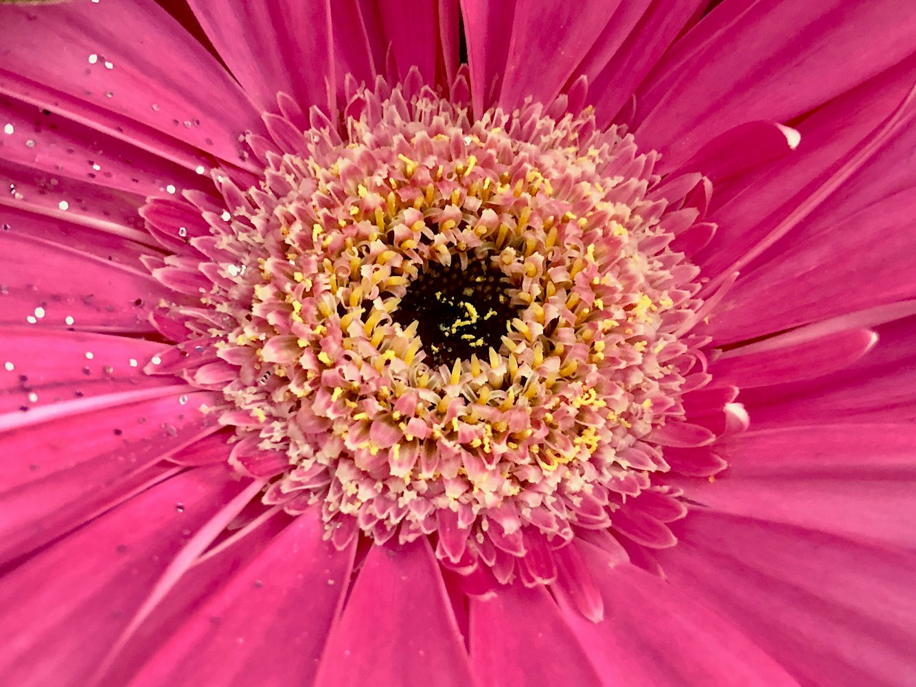 花花动漫,探索彩色世界的无限魅力