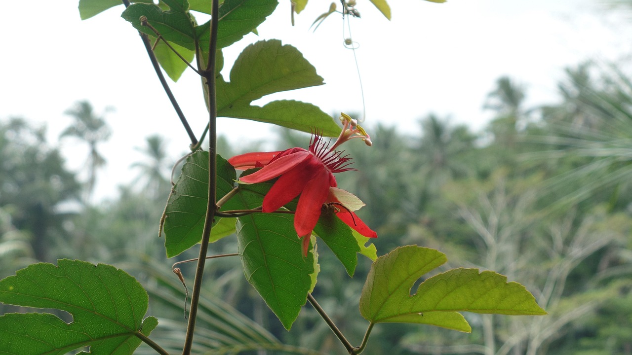 随珠花园最新动态速递