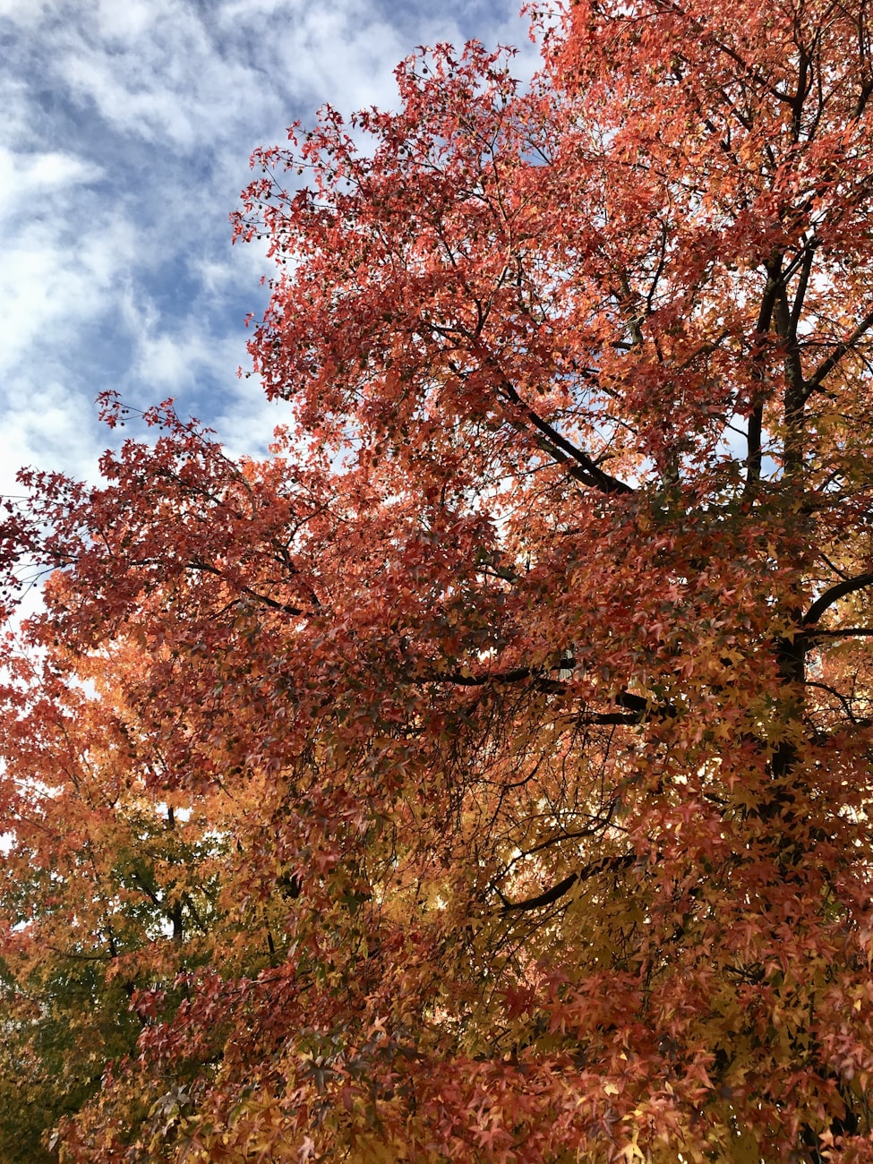 凯迪塞纳河畔最新动态更新